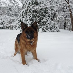 Viktoriaognyanova avatar